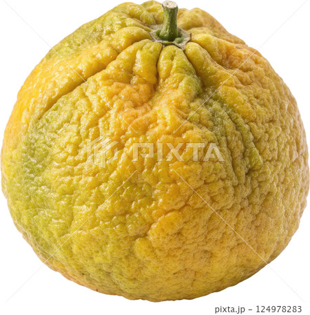 A ripe knobbly and bumpy ugli fruit a type of citrus known for its unique and tangy flavor A ripe knobbly and bumpy ugli fruit a type of citrus known for its unique and tangy flavor 124978283