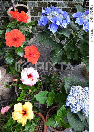 Hibiscus and hydrangea flowers / 3色のハイビスカスとヤマアジサイ Hibiscus and hydrangea flowers / 3色のハイビスカスとヤマアジサイ 124978495