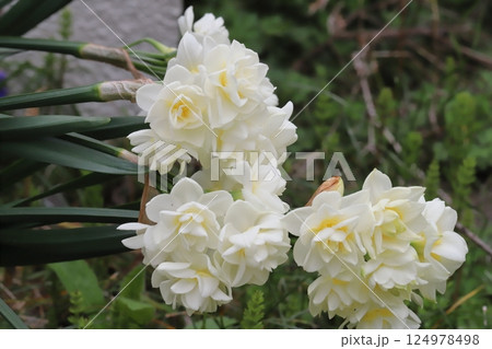 日本の春の庭に咲く八重咲きのフサザキスイセンの白い花 日本の春の庭に咲く八重咲きのフサザキスイセンの白い花 124978498