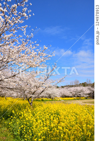 サクラと菜の花 サクラと菜の花 124978913