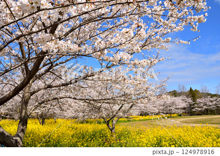 サクラと菜の花 サクラと菜の花 124978916