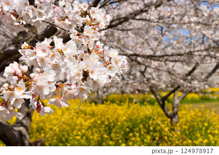 サクラと菜の花 124978917