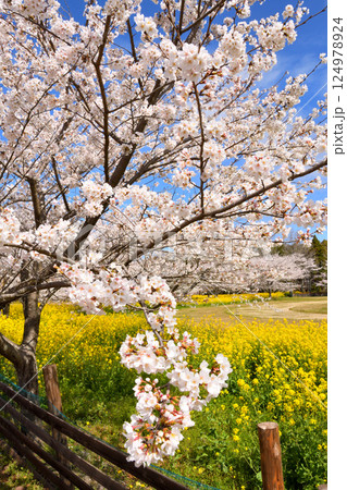 サクラと菜の花 124978924