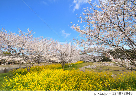 サクラと菜の花 サクラと菜の花 124978949