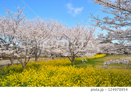 サクラと菜の花 124978954