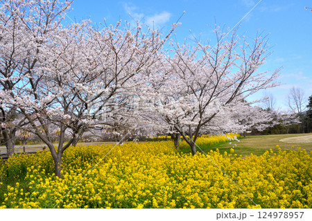 サクラと菜の花 124978957