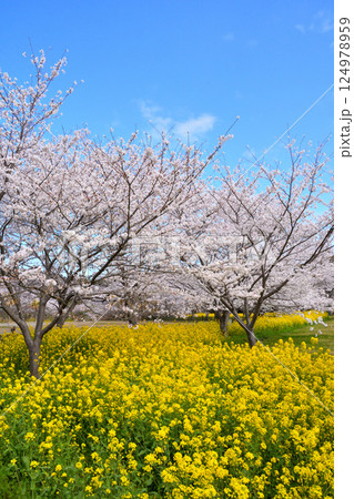 サクラと菜の花 124978959