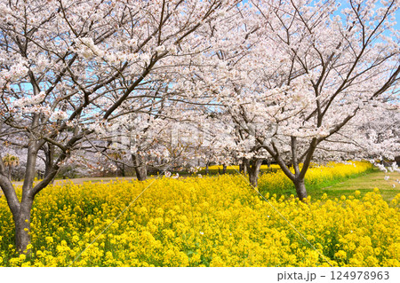 サクラと菜の花 124978963
