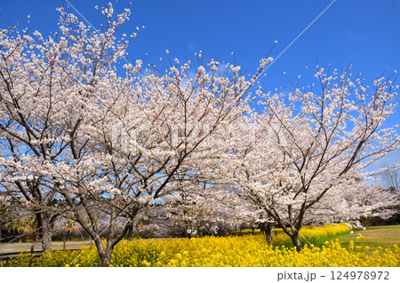 サクラと菜の花 サクラと菜の花 124978972