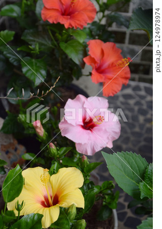 3 colors hibiscus / 三色のハイビスカスの花 3 colors hibiscus / 三色のハイビスカスの花 124978974