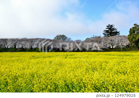 埼玉県　権現堂桜堤 さくらと菜の花畑 124979028