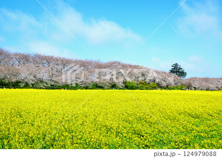 埼玉県 権現堂桜堤 さくらと菜の花畑 埼玉県 権現堂桜堤 さくらと菜の花畑 124979088