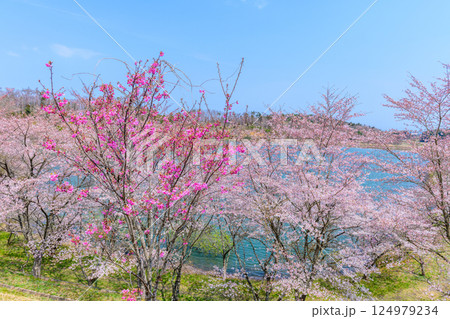 福島 右近清水 桜の穴場スポット 福島 右近清水 桜の穴場スポット 124979234