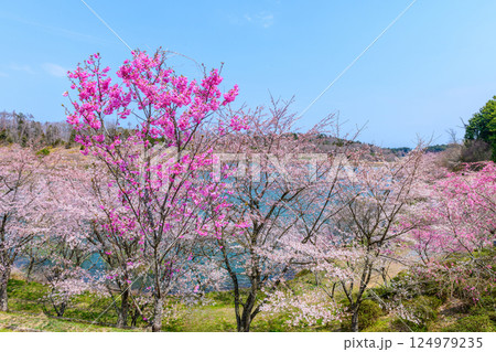 福島　右近清水　桜の穴場スポット　 124979235