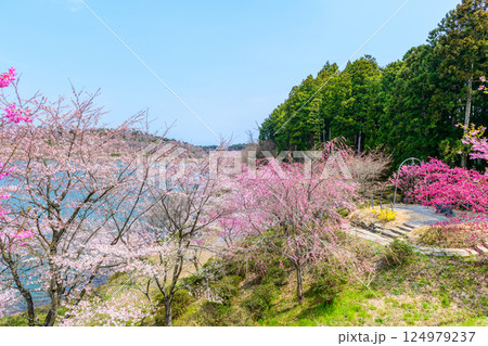 福島 右近清水 桜の穴場スポット 福島 右近清水 桜の穴場スポット 124979237
