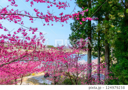 福島　右近清水　桜の穴場スポット　 124979238