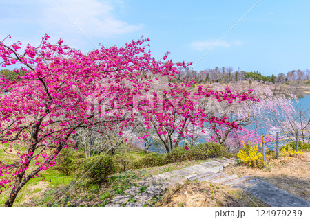 福島　右近清水　桜の穴場スポット　 124979239