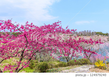 福島　右近清水　桜の穴場スポット　 124979240