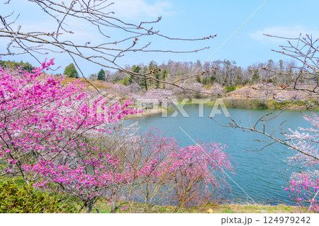 福島　右近清水　桜の穴場スポット　 124979242