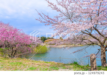 福島 右近清水 桜の穴場スポット 福島 右近清水 桜の穴場スポット 124979243