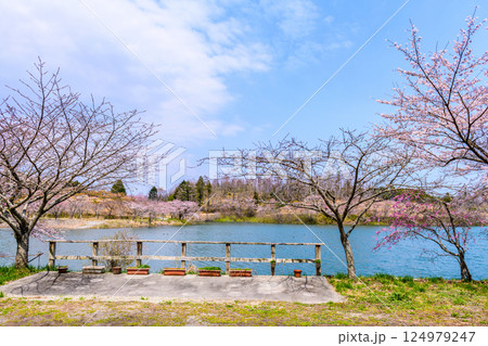 福島　右近清水　桜の穴場スポット　 124979247