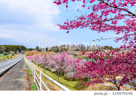福島 右近清水 桜の穴場スポット 福島 右近清水 桜の穴場スポット 124979249