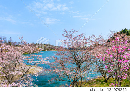 福島　右近清水　桜の穴場スポット　 124979253