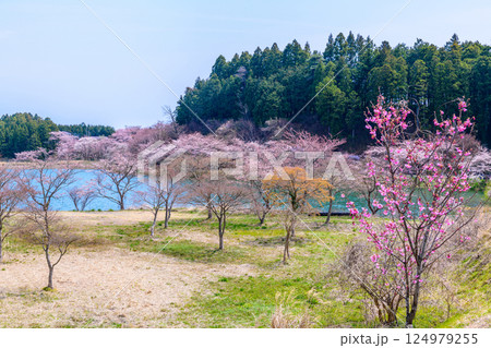福島 右近清水 桜の穴場スポット 福島 右近清水 桜の穴場スポット 124979255