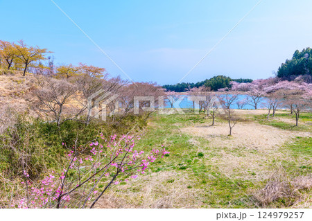 福島　右近清水　桜の穴場スポット　 124979257