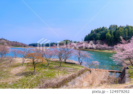福島　右近清水　桜の穴場スポット　 124979262