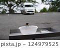 駐車場にいた小鳥 124979525