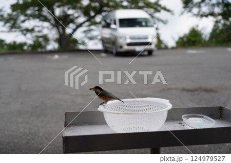 餌を食べる小鳥 124979527
