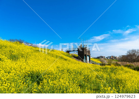 松戸市　江戸川土手の菜の花 124979623