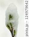 Young green leaves and snow 124979642