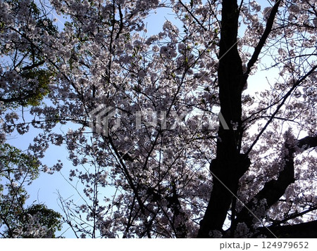 青空に映える満開の桜 青空に映える満開の桜 124979652