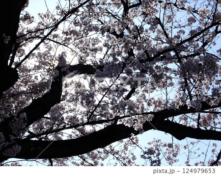 青空に映える満開の桜 124979653