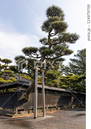 庭園の倒れそうな松 124979700