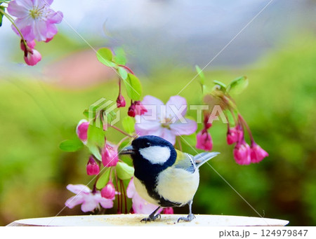 庭一面の海道の花とシジュウカラのさえずり。 124979847