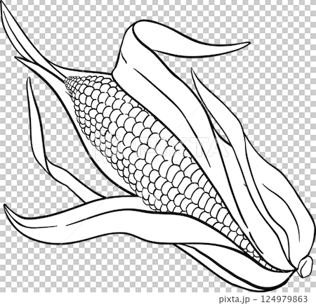 Corn on the Cob Outline Illustration. Organic natural nutritional healthy food ingredient, vegetarian diet product. 124979863