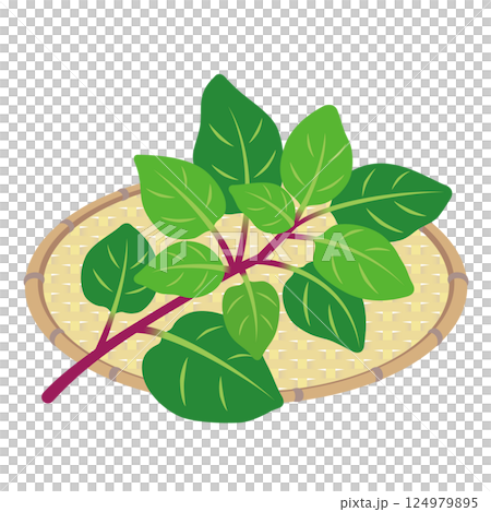 ツルムラサキ 124979895