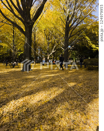 黄金色に輝く銀杏並木代々木公園 124979955