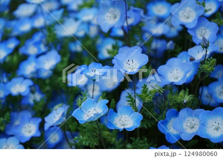 ネモフィラ 124980060