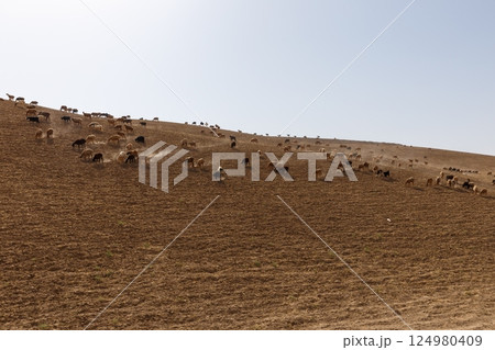 Sheep grazing on a hillside in Afghanistan during a clear sunny day Sheep grazing on a hillside in Afghanistan during a clear sunny day 124980409