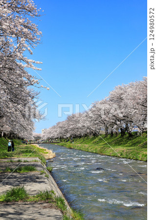 舟川べりの桜並木の絶景の桜 ( 富山県 朝日町 ) 124980572