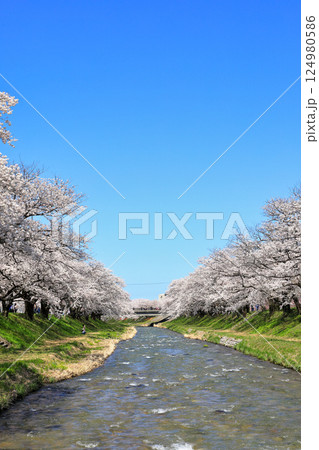 舟川べりの桜並木の絶景の桜 ( 富山県 朝日町 ) 舟川べりの桜並木の絶景の桜 ( 富山県 朝日町 ) 124980586