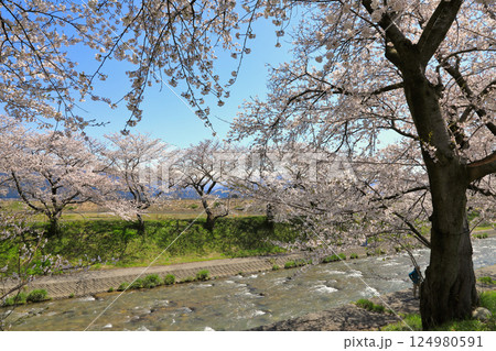 舟川べりの桜並木の絶景の桜 ( 富山県 朝日町 ) 124980591