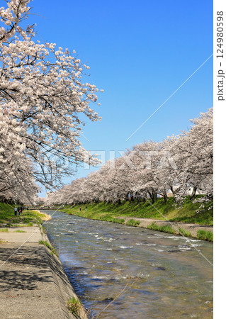 舟川べりの桜並木の絶景の桜 ( 富山県 朝日町 ) 舟川べりの桜並木の絶景の桜 ( 富山県 朝日町 ) 124980598