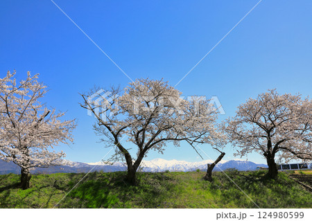 舟川べりの桜並木の絶景の桜 ( 富山県 朝日町 ) 舟川べりの桜並木の絶景の桜 ( 富山県 朝日町 ) 124980599