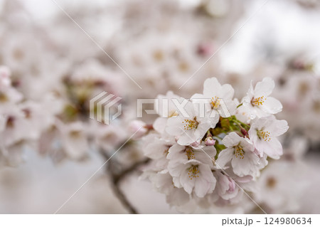 雨上がりの白石川堤一目千本桜 ソメイヨシノ 宮城県大河原町 雨上がりの白石川堤一目千本桜 ソメイヨシノ 宮城県大河原町 124980634