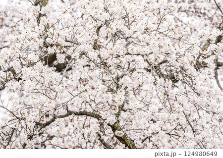雨上がりの白石川堤一目千本桜 ソメイヨシノ 宮城県大河原町 雨上がりの白石川堤一目千本桜 ソメイヨシノ 宮城県大河原町 124980649
